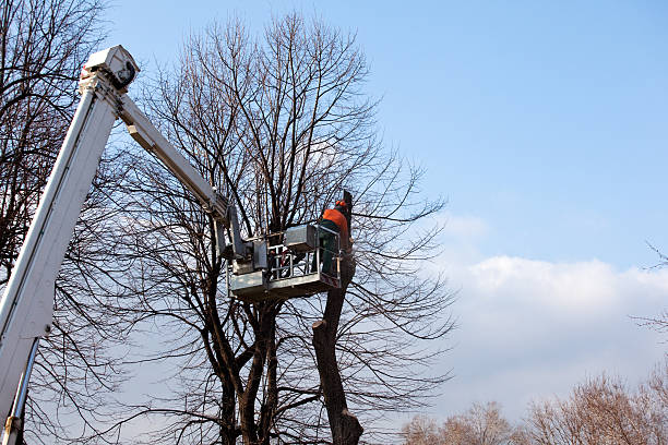 How Our Tree Care Process Works  in  Monaca, PA